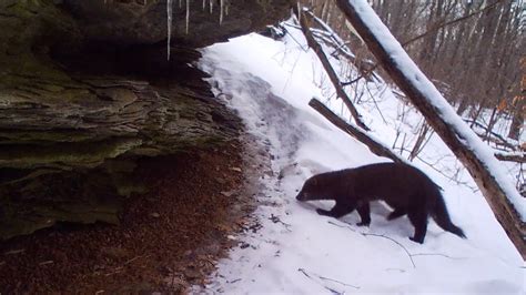 Fisher Hunting Trailing A Porcupine In Forest Youtube