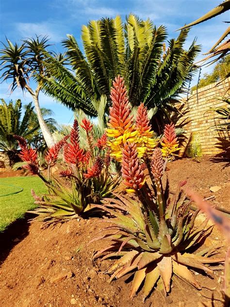 South african cactus pears are primarily harvested from early december until the end of april, although in some areas fruit may. Aloe hybrid in flower Johan's hybrids June 2018 | African ...
