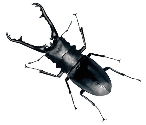 Beetle Png Images Transparent Free Download