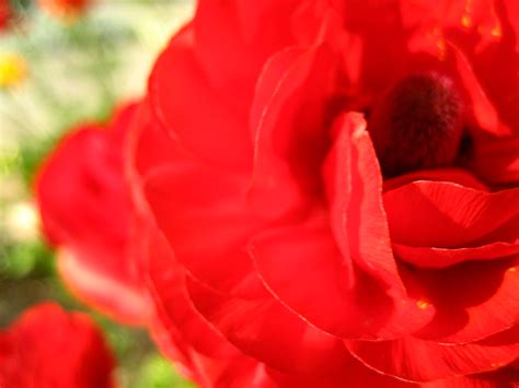 Red Ranunculus Ellieherrity Flickr
