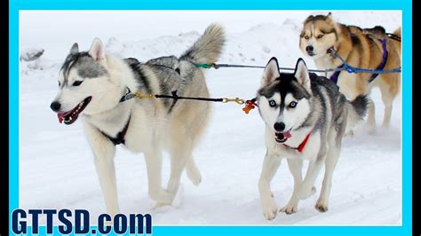 Dog Sledding Husky Puppy First Time Pulling Youtube