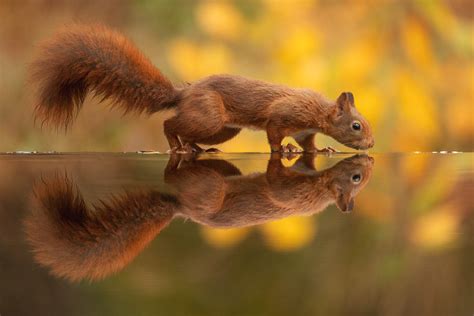 These Autumn Squirrels Photo Series Will Put A Smile On Your Face