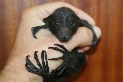 A Baby Bat So Cute Baby Bats Cute Bat Bat
