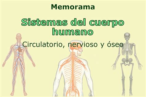 20 Ideas De Cuerpo Humano Cuerpo Humano Anatomia Y Fisiologia Humana