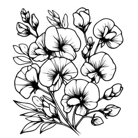 Sweet Pea Stock Outline Drawing Sweet Peas Flower Line Art Hand Drawn