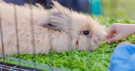 Trucos Para Que Los Conejos Sobrelleven Mejor El Calor Bekia Mascotas