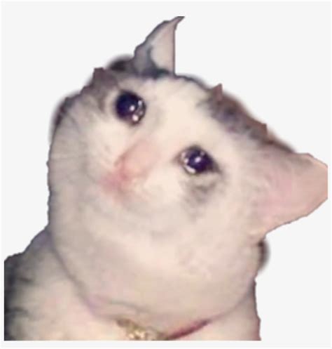 Sad Sadcat Cat Cats Cry Crybaby Tear Tears Crying Kitty Png Image