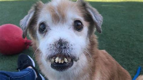 Sniffles An Adoptable Dog Without A Nose Gets Outpouring Of Love