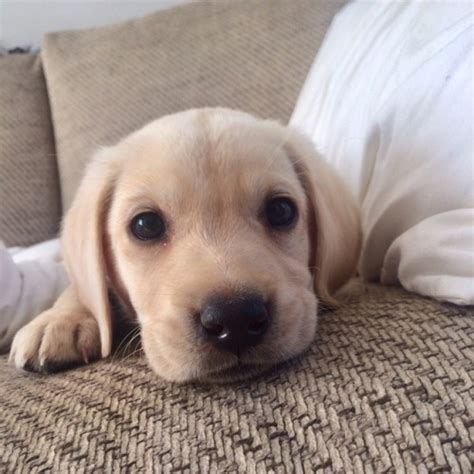 Your veterinarian will be able to spot problems, and will work with you to set up a preventive regimen that will help you avoid many health. white golden retriever puppies | Tumblr