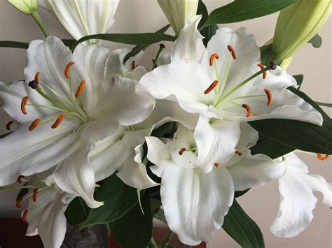 White Lily Flower Aesthetic Ideas Mdqahtani