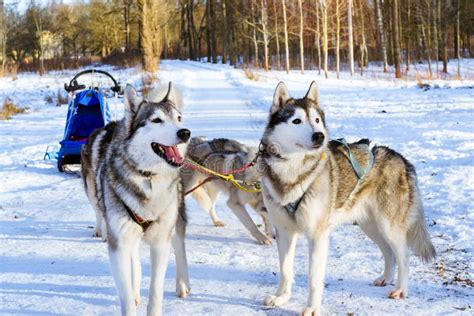 Sled Dogs Siberian Husky Harnessed Sports Sledding Stock Photo Image