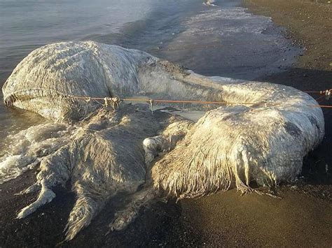 This week, a massive hairy globster washed up in the philippines, piquing the curiosity of. Unidentified Hairy "Globster" Washes Up On A Beach In The ...