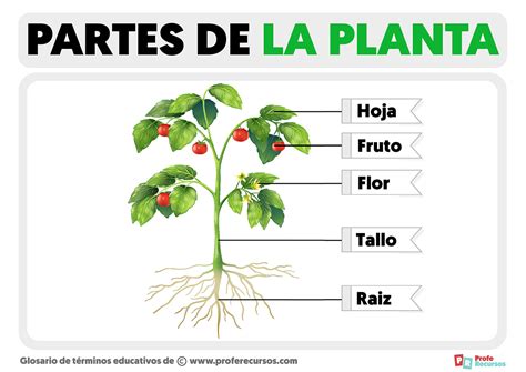 Top Im Genes De Las Partes De La Planta Theplanetcomics Mx