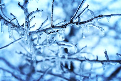 Free Picture Snow Ice Crystal Tree Branches Cold Forest Frost