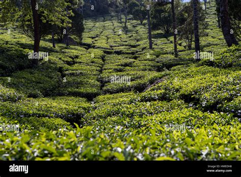 Tea Plantation Kerala India Stock Photo Alamy