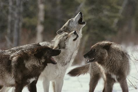 Grey Wolf Pack Howling
