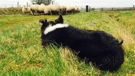 Dog Owners Urged To Stop Pets Rambling After Sheep Butchered Agrilandie