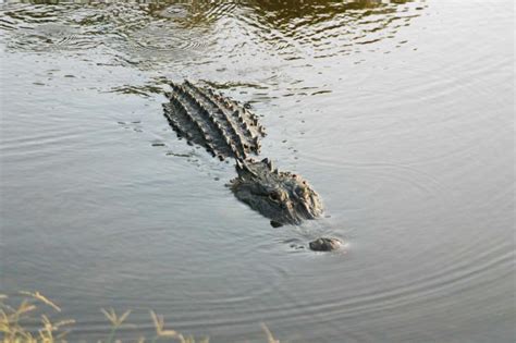 Free Stock Photo Of Alligator Predator Spine Pond Swamp Animal Hunt