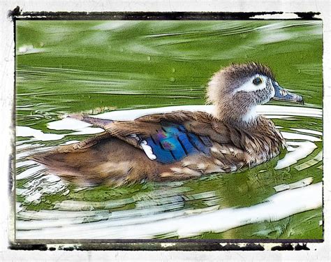Puddle Duck Flickr Photo Sharing
