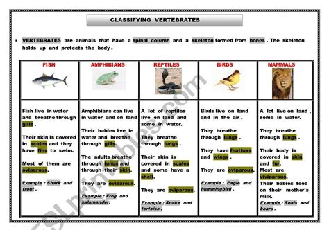 Classifying Animals Vertebrates Esl Worksheet By Manisa