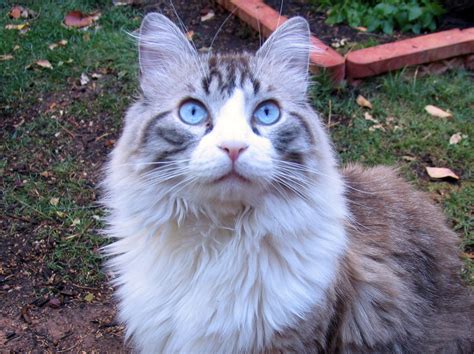 Snowshoe Maine Coon Mix How Much Are Maine Coon Ny