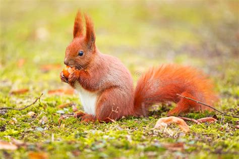 Red Squirrel Eating Hazelnut Stock Image Image Of Mammal Portrait