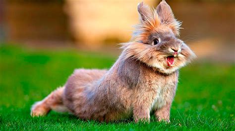 Hop Into Fun Top 10 Products For Your Playful Bunny Furry Folly