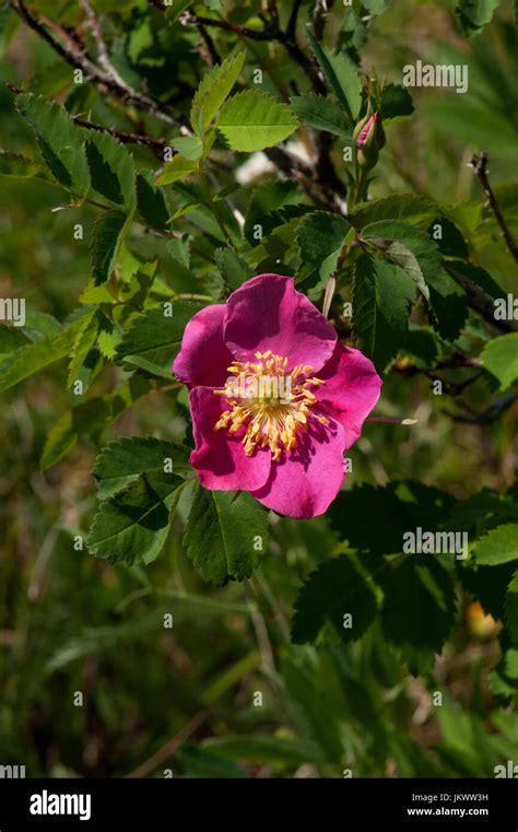 A Wild Prickly Rose Rosa Acicularis In The Rocky Mountains Of
