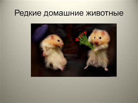 Редкие домашние животные презентация, доклад, проект