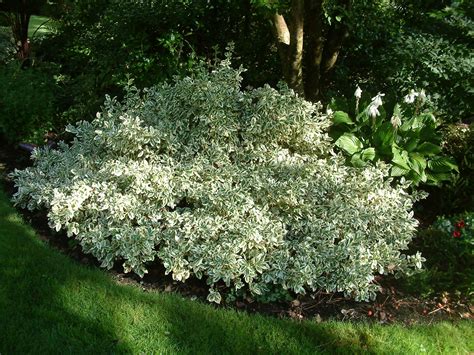 Silver King Euonymus Shrub Evergreen Leaves With Silvery White