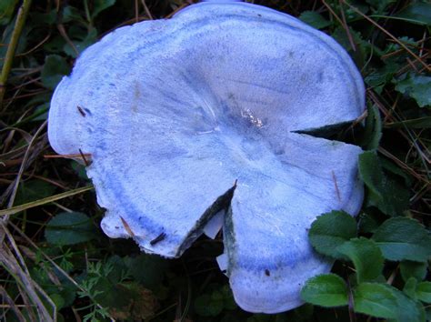 Blue Jay Barrens Pine Grove Fungi