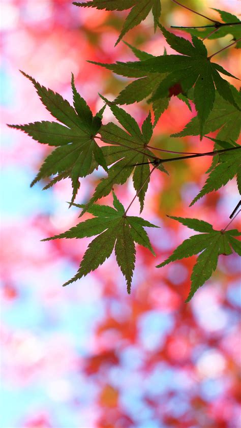 Download Wallpaper 2160x3840 Leaves Maple Glare Branch Tree Summer