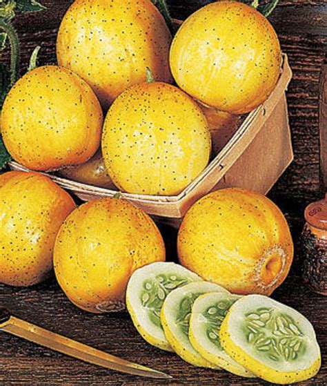 Lemon Cucumber 30 Seeds Heirloom Non Gmo Rare Crispy Sweet Etsy