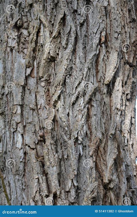 Willow Tree Bark Stock Photo Image Of Bark Plant Moss 51411382