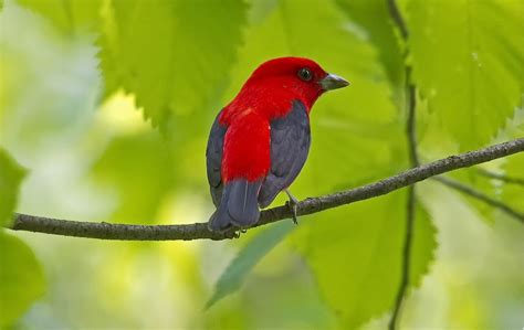 Top 10 Expensive Birds With An Intriguing Amalgam Of Colors Disk