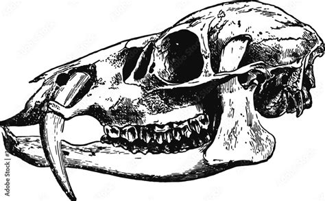 Animal Skull With Fangs Vector Drawing Of A 19th Century Engraving