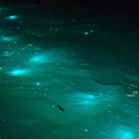 Maldives Starry Beach A Mesmerizing Natural Phenomenon Toolacks