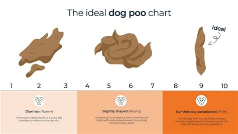 A Guide To Healthy Dog Poo All Your Questions Answered