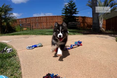 2 month old puppies (bronx). Bronx: Pomsky puppy for sale near San Diego, California ...