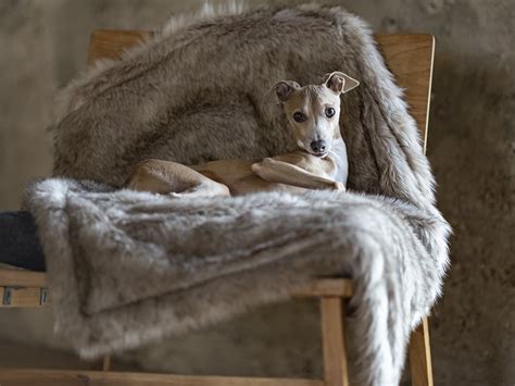 Oatmeal Faux Fur Dog Blanket — Charley Chau Luxury Dog Beds And Blankets