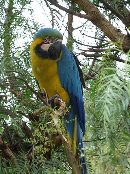 Picture 1 Of 2 Parrot Psittacine Pictures And Images Animals A Z