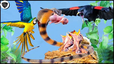 Violent Snakes Secretly Eat Young Birds Mother Bird Madly Attacks
