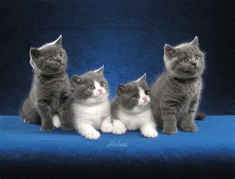 British Shorthair Cats Kittens Poc