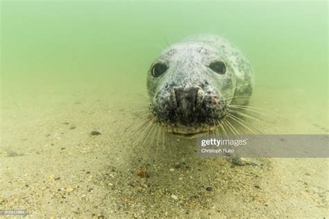 Grey Seal Underwater Animal Portrait Female North Sea Duene Heligoland