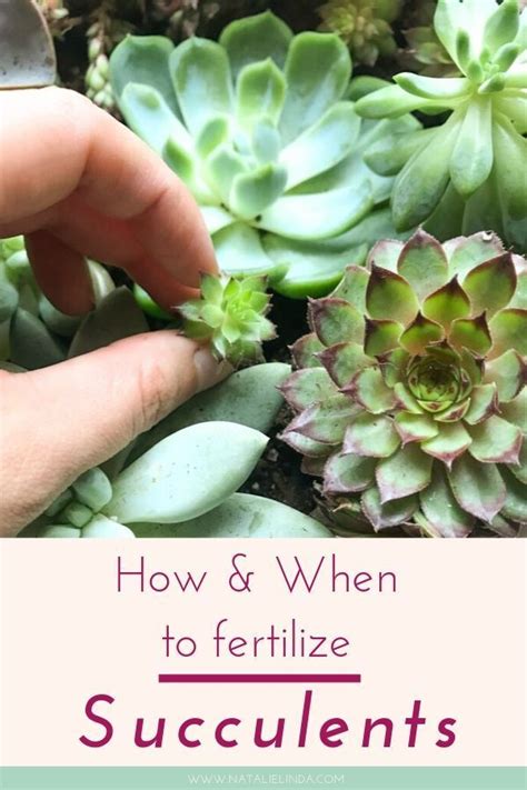 Learn All About Fertilizing Your Succulents Youll Lean When To