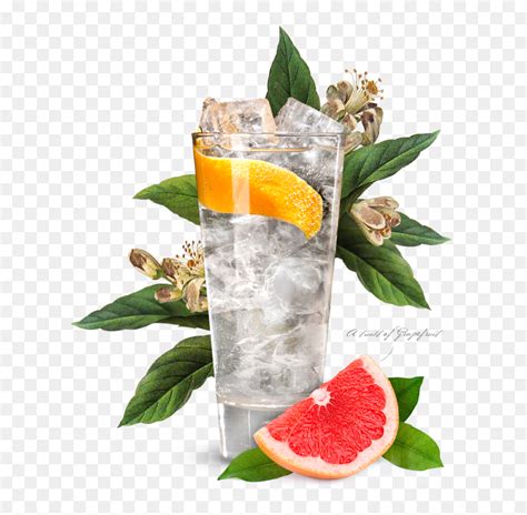 Gin And Tonic Png Transparent Png Vhv