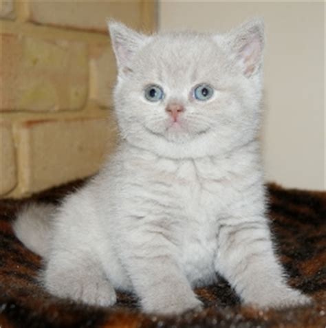 cat  british shorthair cat pictures