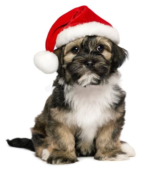 Cute Christmas Havanese Puppy Dog With A Santa Hat Stock Image Image