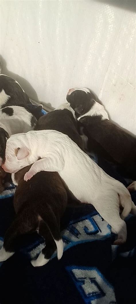 Bully Pups Pied Tri Merle American Staffordshire Bull Terrier Brindle Lilac Champagne