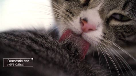 This Is Why Do Cats Tongues Feel Like Sandpaper